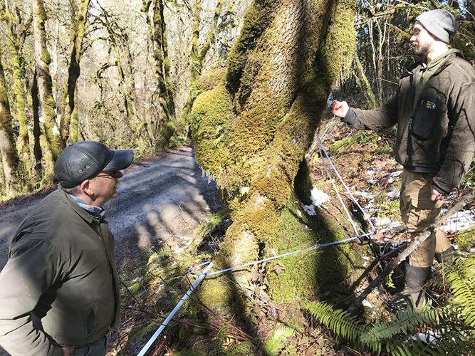Two men running sap lines through a mossy bigleaf maple grove