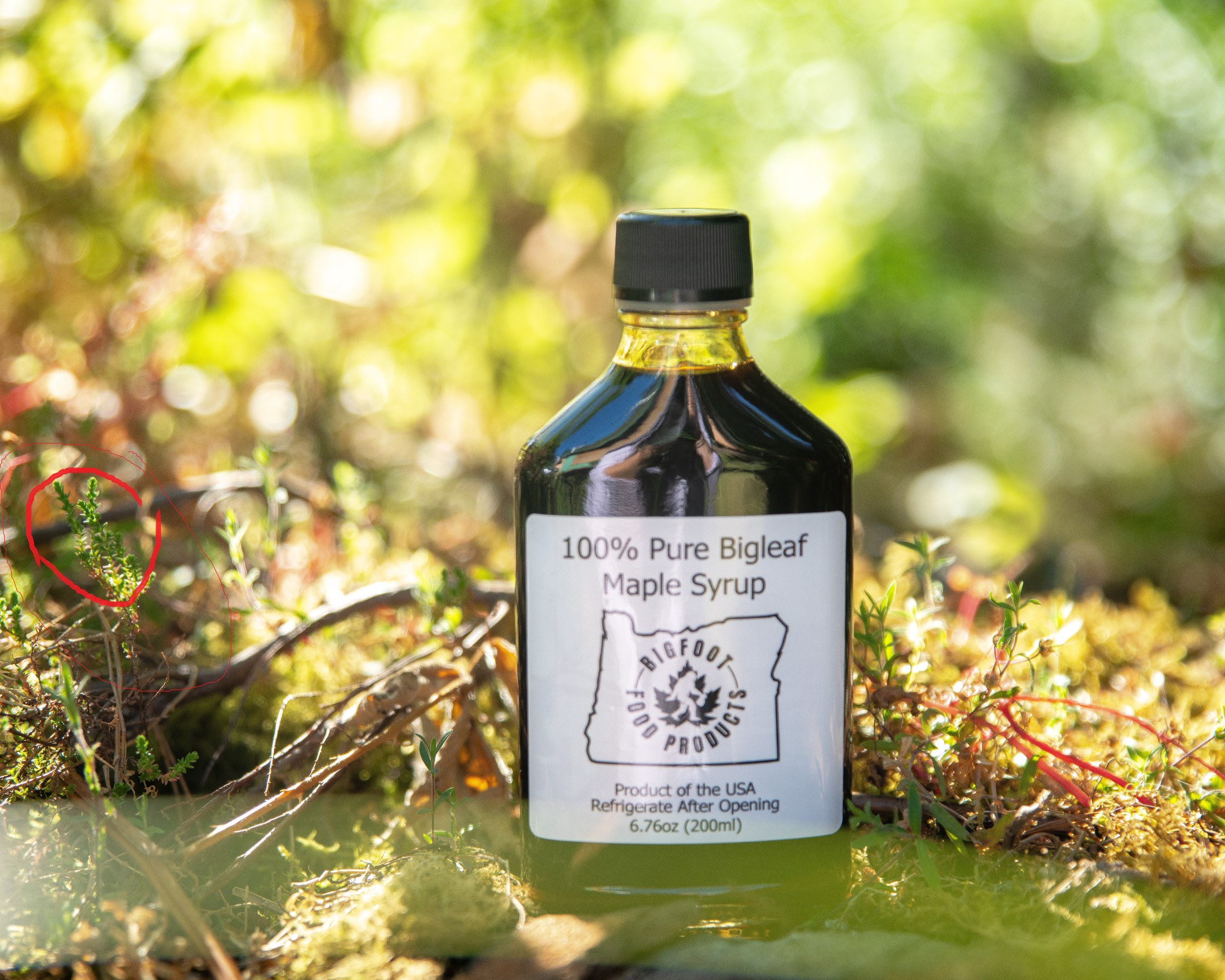 Bottle of bigleaf maple syrup on moss