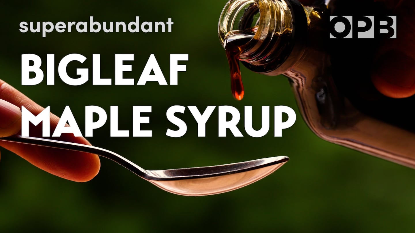 Bigleaf maple syrup pouring from a bottle onto a spoon, from OPB’s Superabundant episode